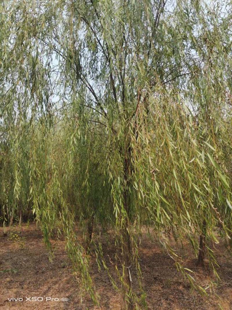湖南益阳1-20公分垂柳基地常年供货价格可以电话详谈