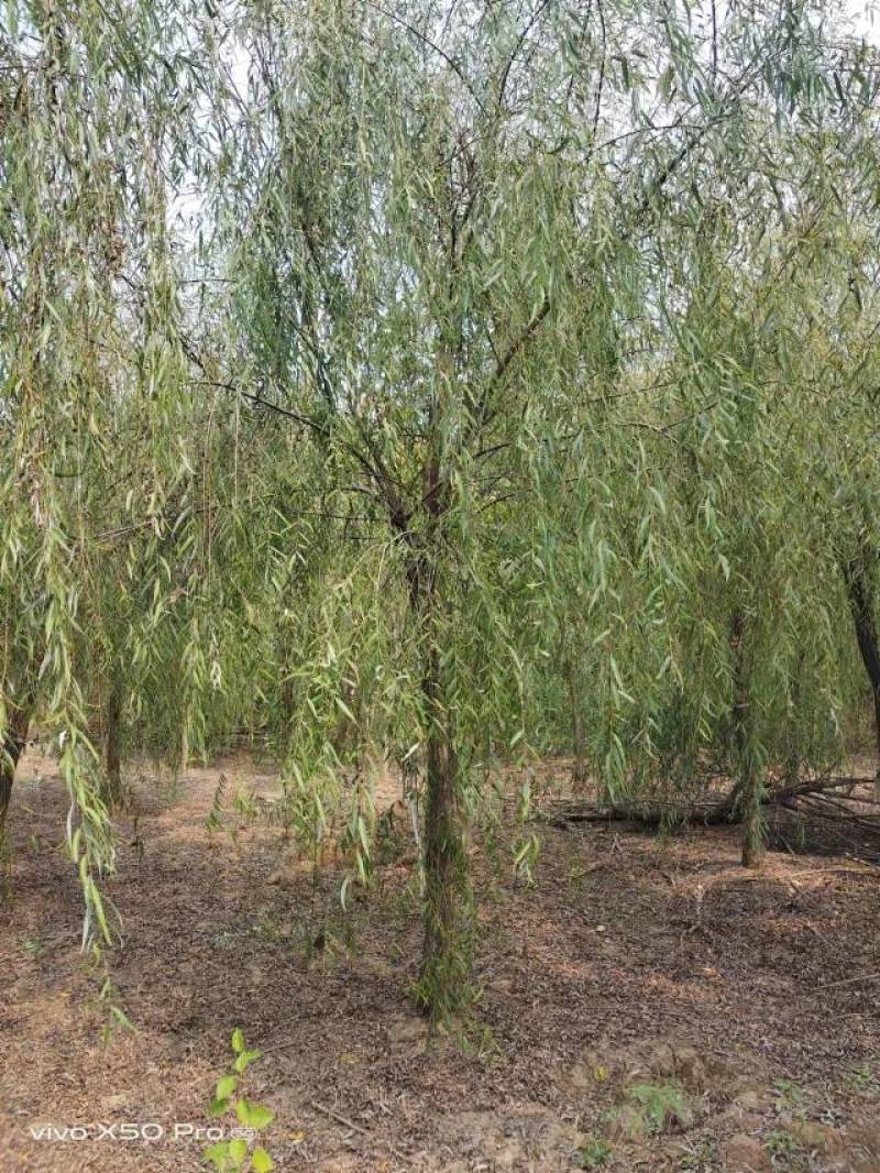 湖南益阳1-20公分垂柳基地常年供货价格可以电话详谈