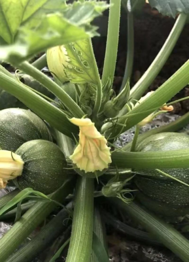 圆西葫芦种子圆丽早熟翠绿节节有瓜亮度好抗病毒高产