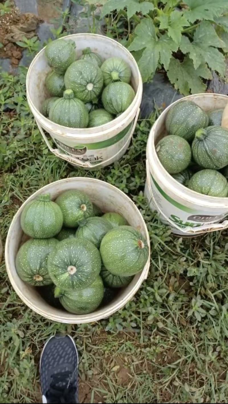 圆西葫芦种子圆丽早熟翠绿节节有瓜亮度好抗病毒高产