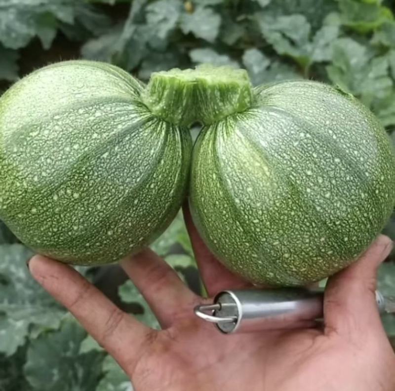 圆西葫芦种子圆丽早熟翠绿节节有瓜亮度好抗病毒高产