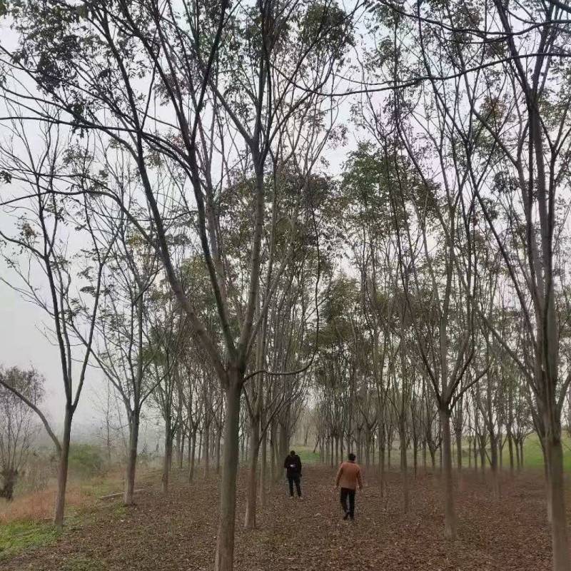湖南益阳精品1-30公分栾树基地供货规格齐全欢迎合作