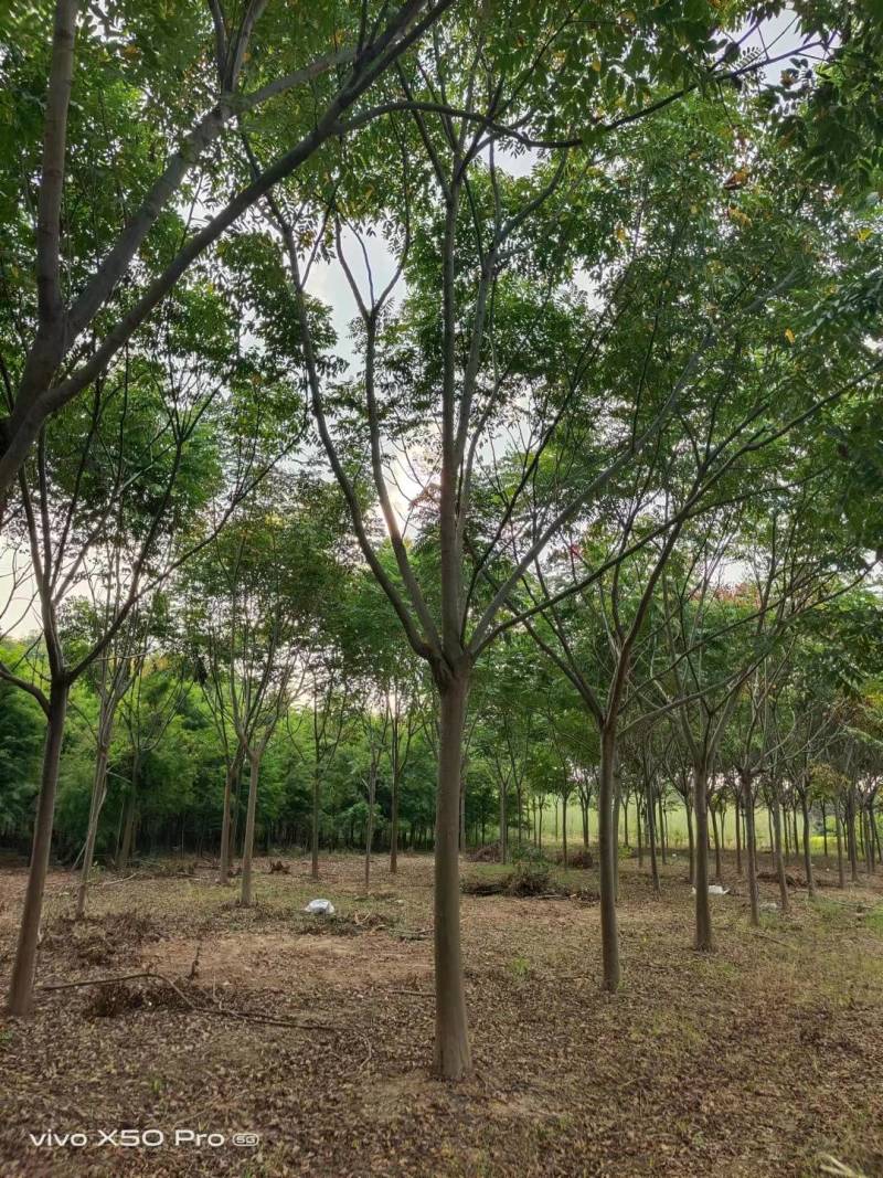 湖南益阳精品1-30公分栾树基地供货规格齐全欢迎合作