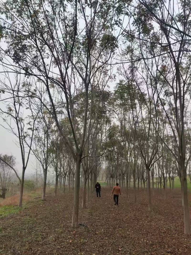 湖南益阳精品1-30公分栾树基地供货规格齐全欢迎合作