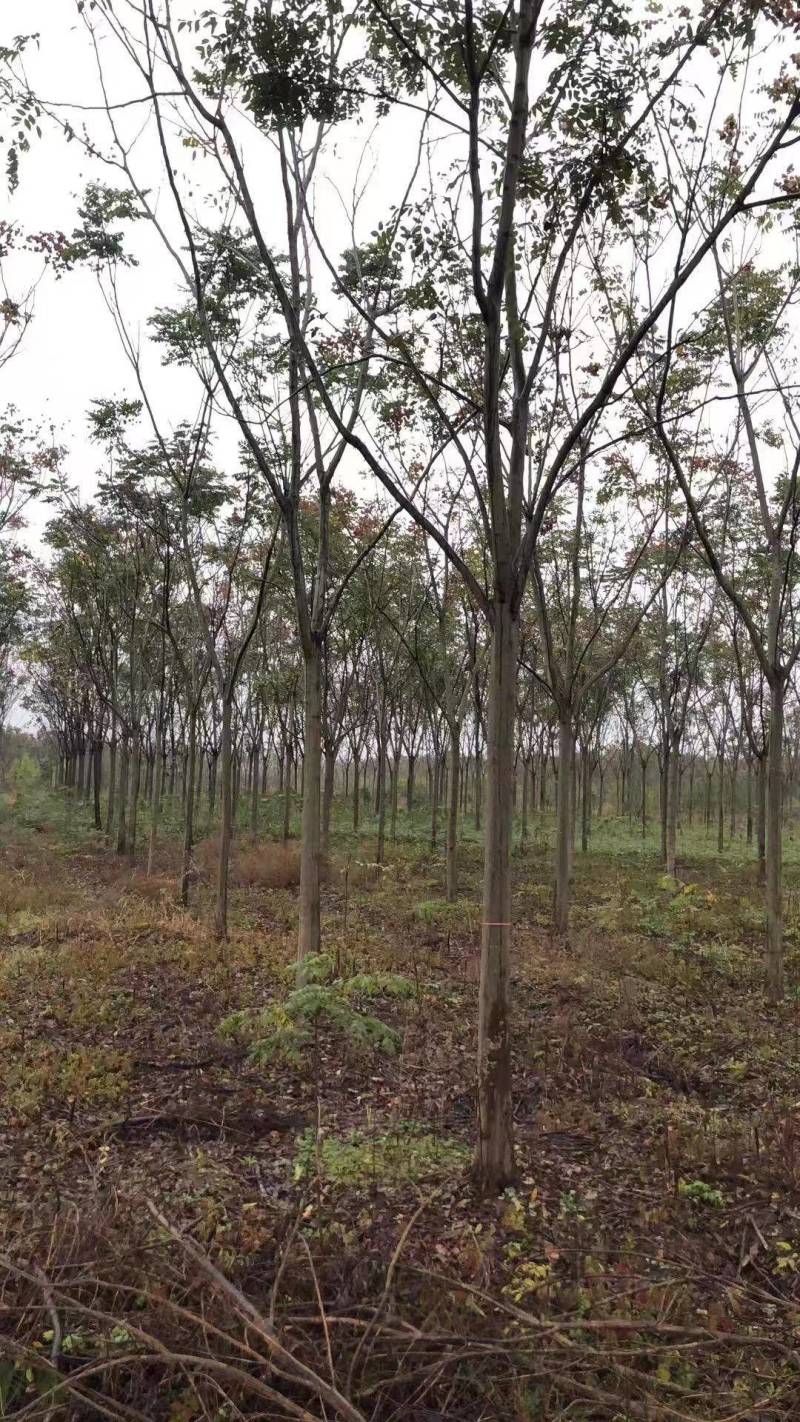 湖南益阳精品1-30公分栾树基地供货规格齐全欢迎合作