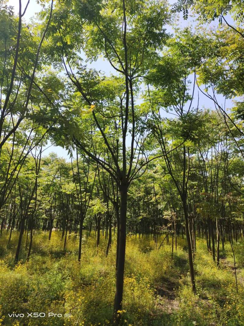 湖南益阳精品1-30公分栾树基地供货规格齐全欢迎合作