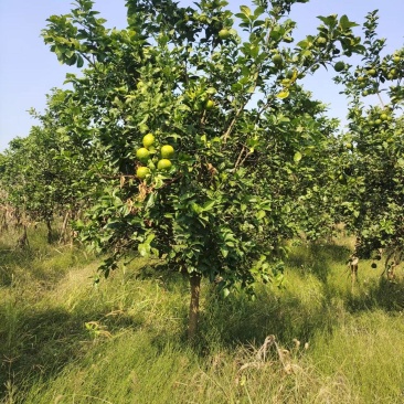 湖南精品3-20公分香泡树苗木基地供货一手货源