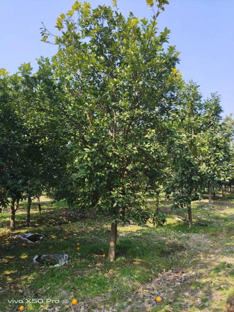 湖南精品3-20公分香泡树苗木基地供货一手货源