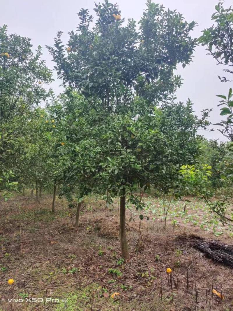 湖南精品3-20公分香泡树苗木基地供货一手货源