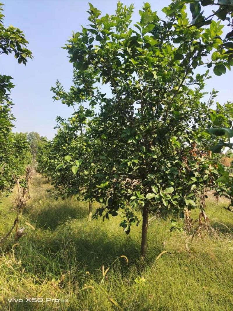 湖南精品3-20公分香泡树苗木基地供货一手货源