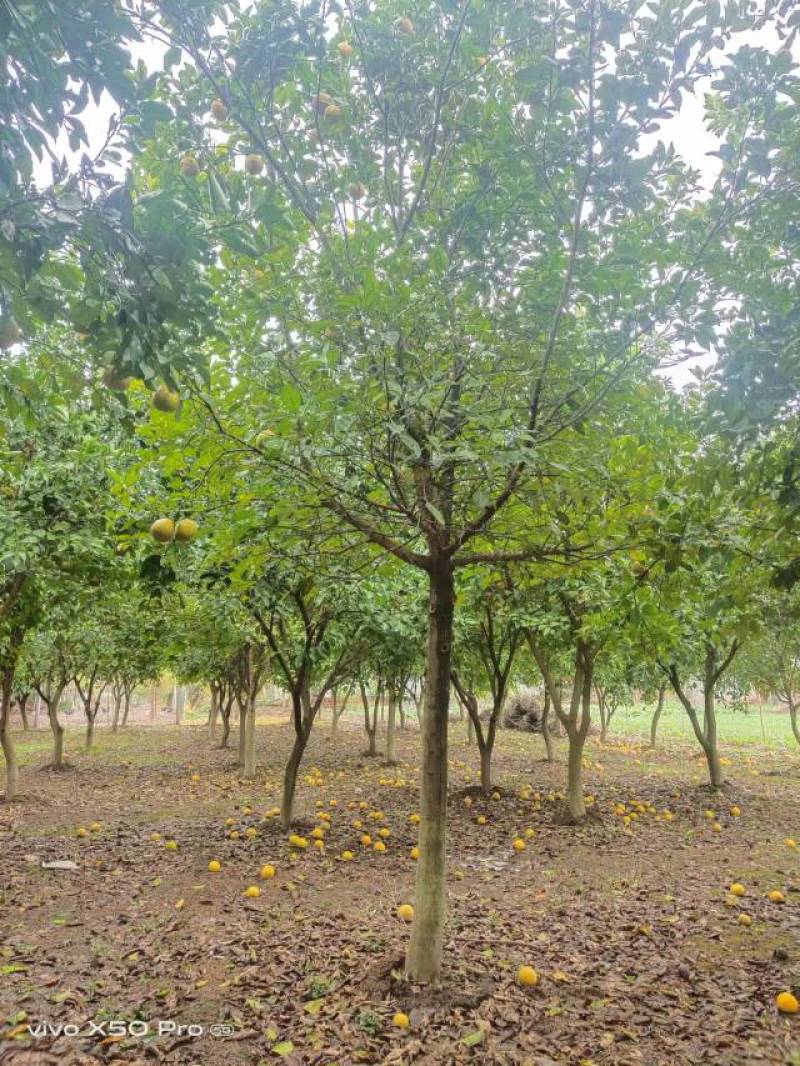 湖南精品3-20公分香泡树苗木基地供货一手货源