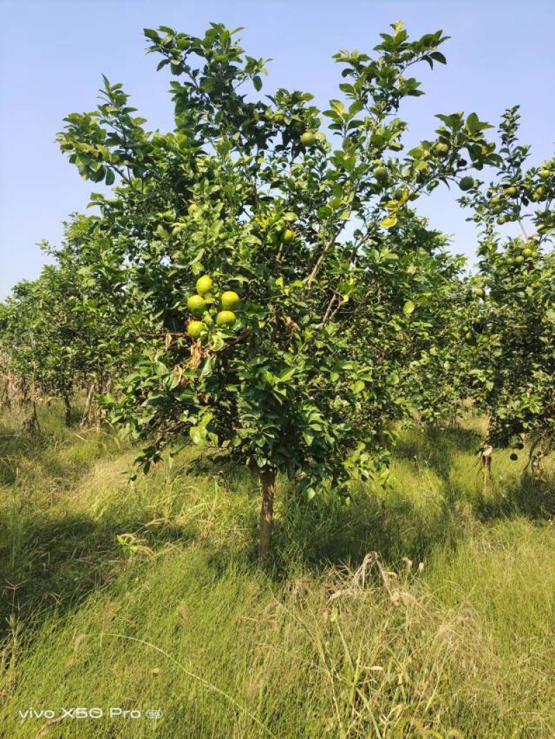 湖南精品3-20公分香泡树苗木基地供货一手货源