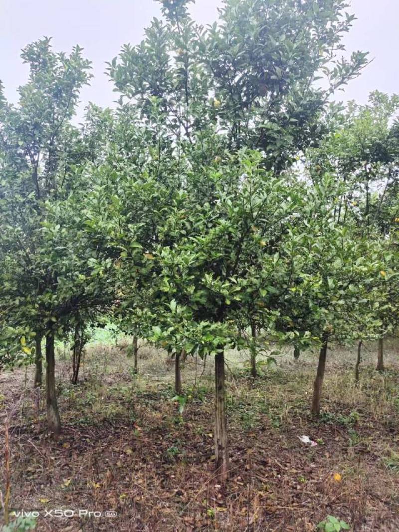 湖南精品3-20公分香泡树苗木基地供货一手货源