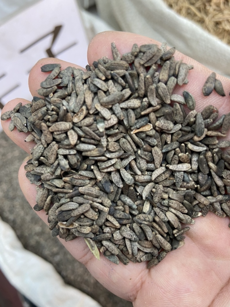 中药材牛蒡子牛蒡子茶大力子天然野生牛蒡子