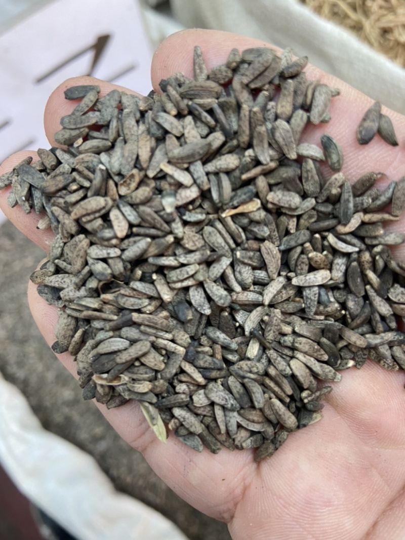 中药材牛蒡子牛蒡子茶大力子天然野生牛蒡子