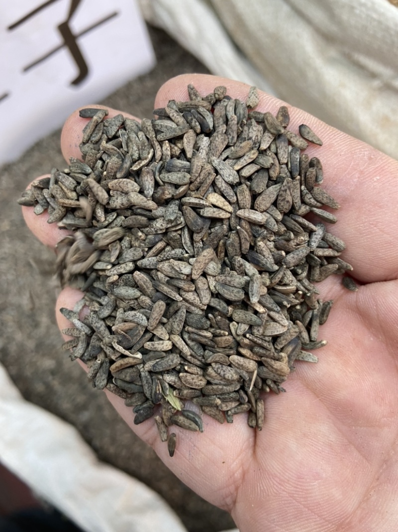中药材牛蒡子牛蒡子茶大力子天然野生牛蒡子