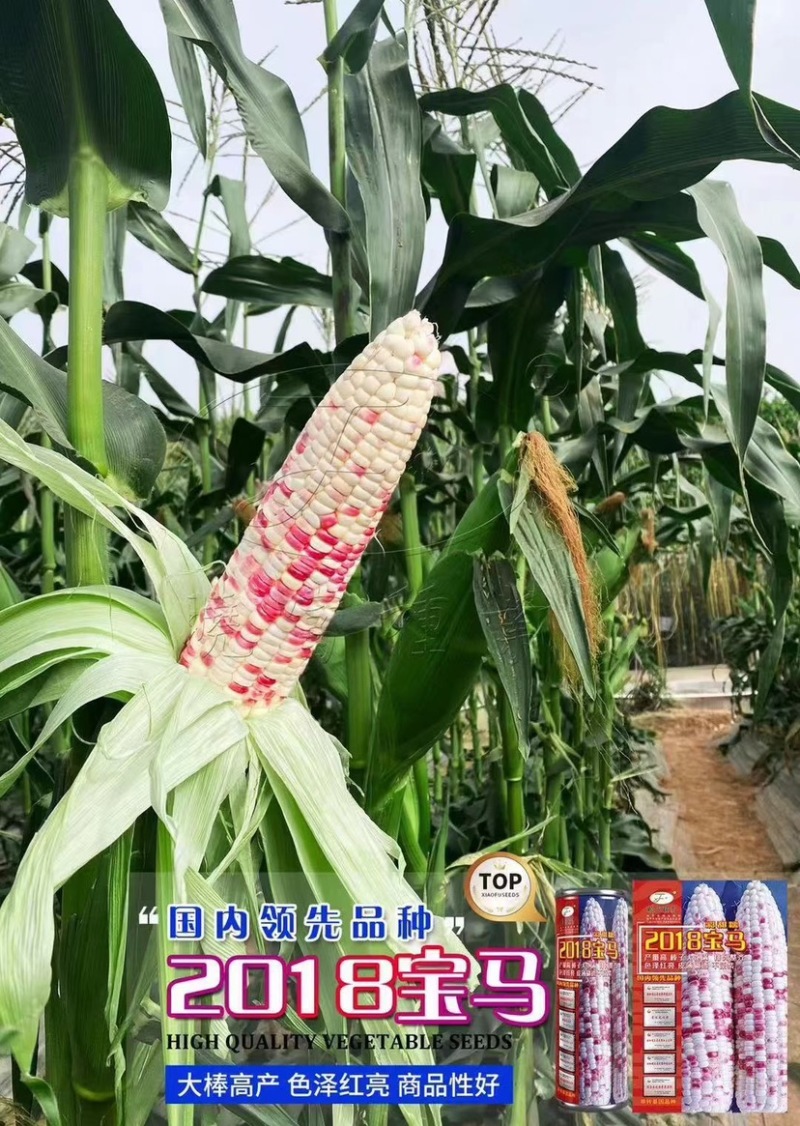 【正宗】晓富种业宝马2018/天贵糯937彩甜糯玉米种子