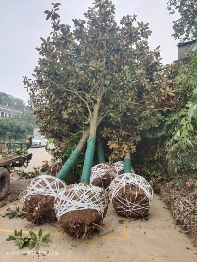 湖南益阳精品8-30公分广玉兰基地常年供货全国发货
