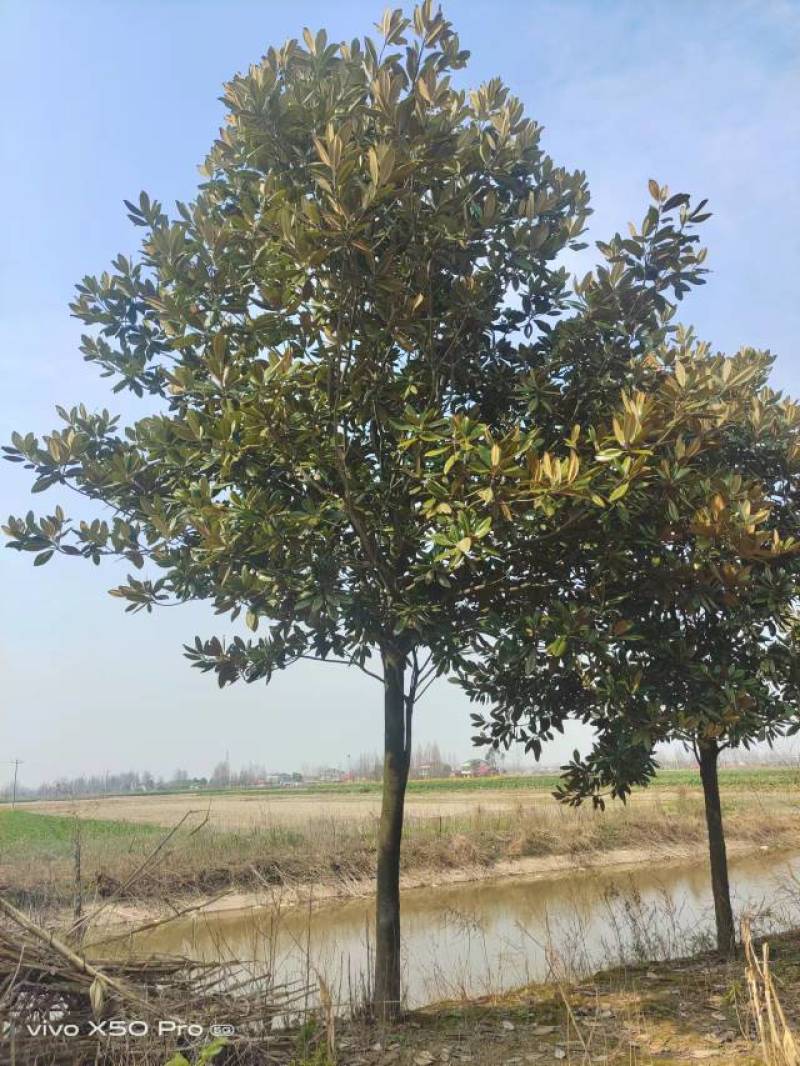 湖南益阳精品8-30公分广玉兰基地常年供货全国发货