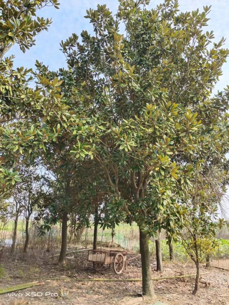 湖南益阳精品8-30公分广玉兰基地常年供货全国发货