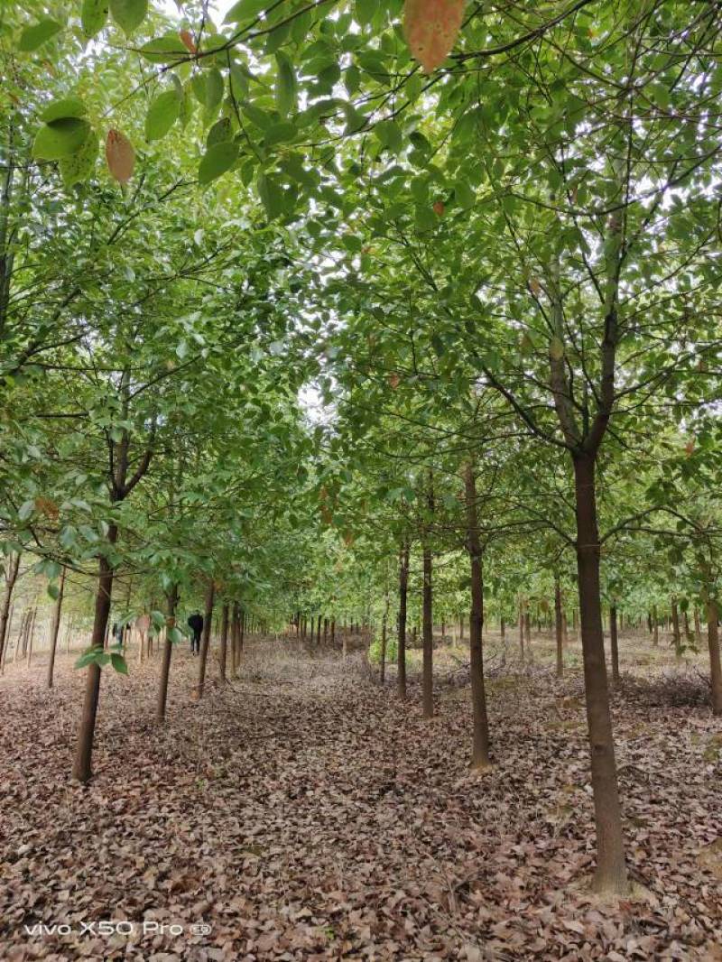 湖南益阳精品香樟树基地供货常年发货规格齐全2-30