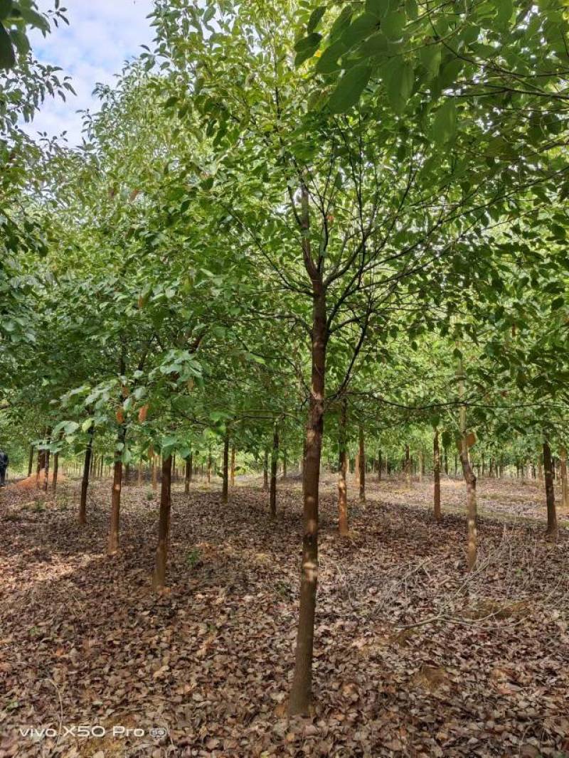 湖南益阳精品香樟树基地供货常年发货规格齐全2-30