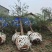 湖南益阳精品香樟树基地供货常年发货规格齐全2-30
