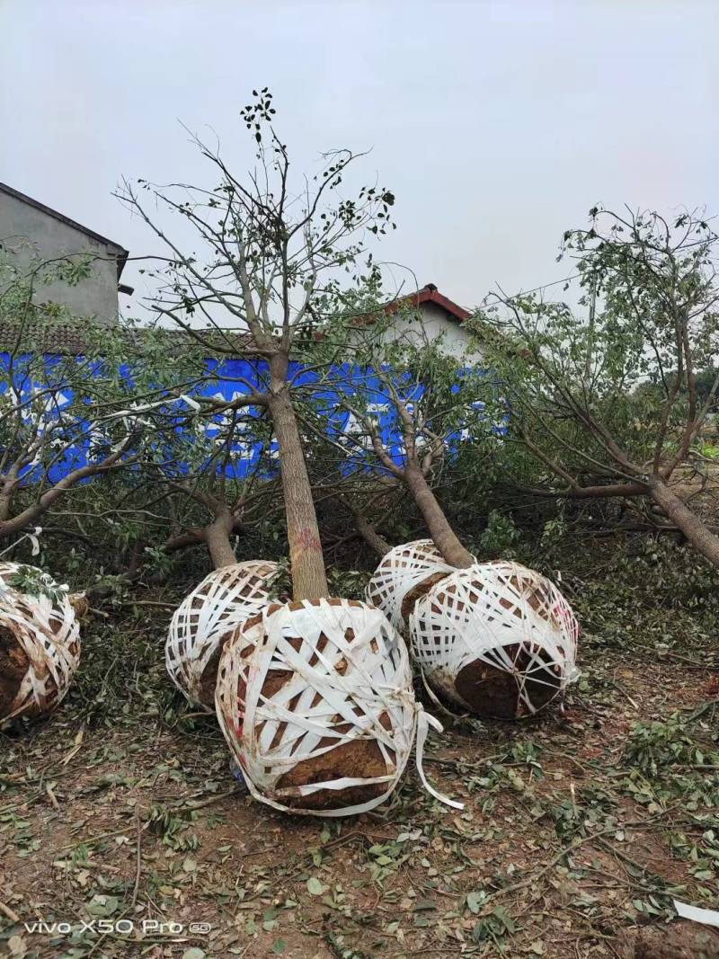 湖南益阳精品香樟树基地供货常年发货规格齐全2-30