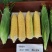 华耘申科甜811水果玉米种子超泰太阳花大棒耐热甜脆甜