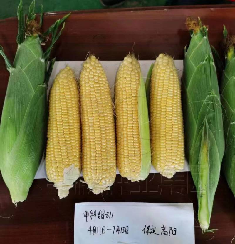 华耘申科甜811水果玉米种子超泰太阳花大棒耐热甜脆甜