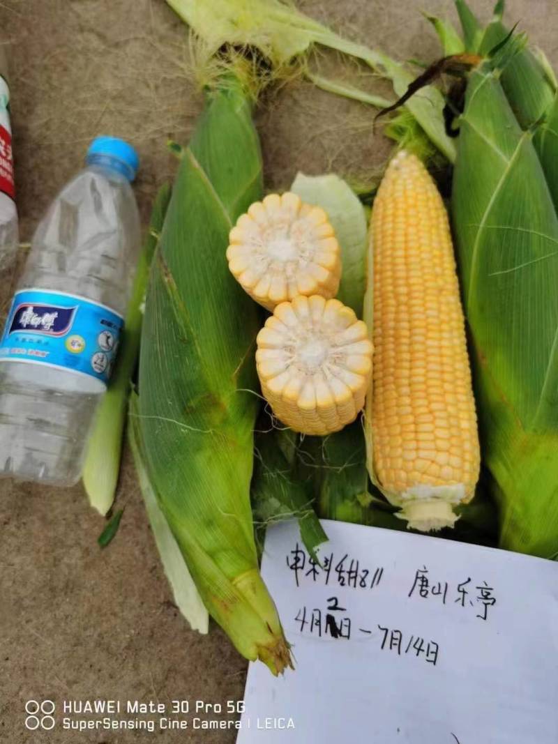 华耘申科甜811水果玉米种子超泰太阳花大棒耐热甜脆甜