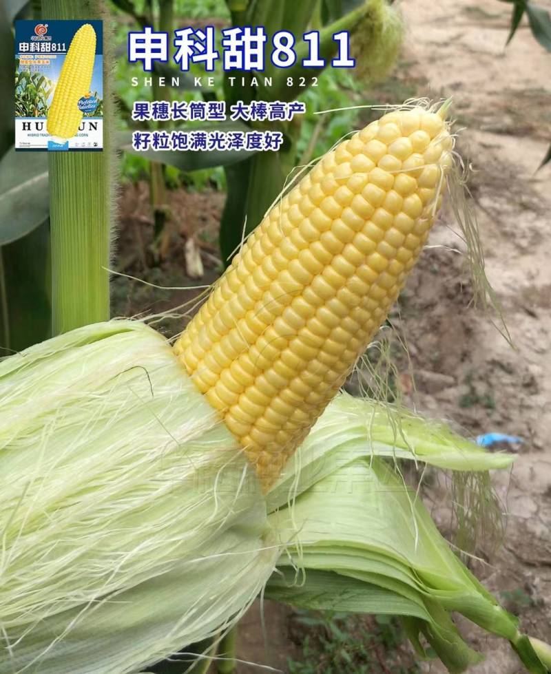 华耘申科甜811水果玉米种子超泰太阳花大棒耐热甜脆甜