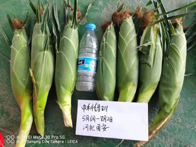 华耘申科甜811水果玉米种子超泰太阳花大棒耐热甜脆甜