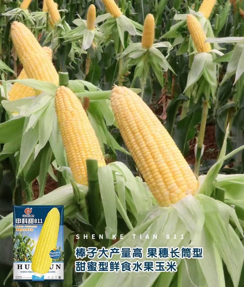 华耘申科甜811水果玉米种子超泰太阳花大棒耐热甜脆甜
