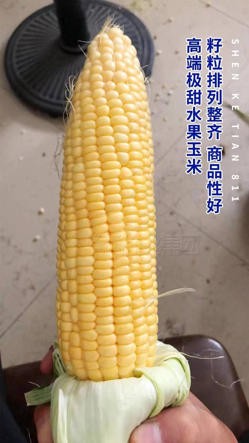 华耘申科甜811水果玉米种子超泰太阳花大棒耐热甜脆甜