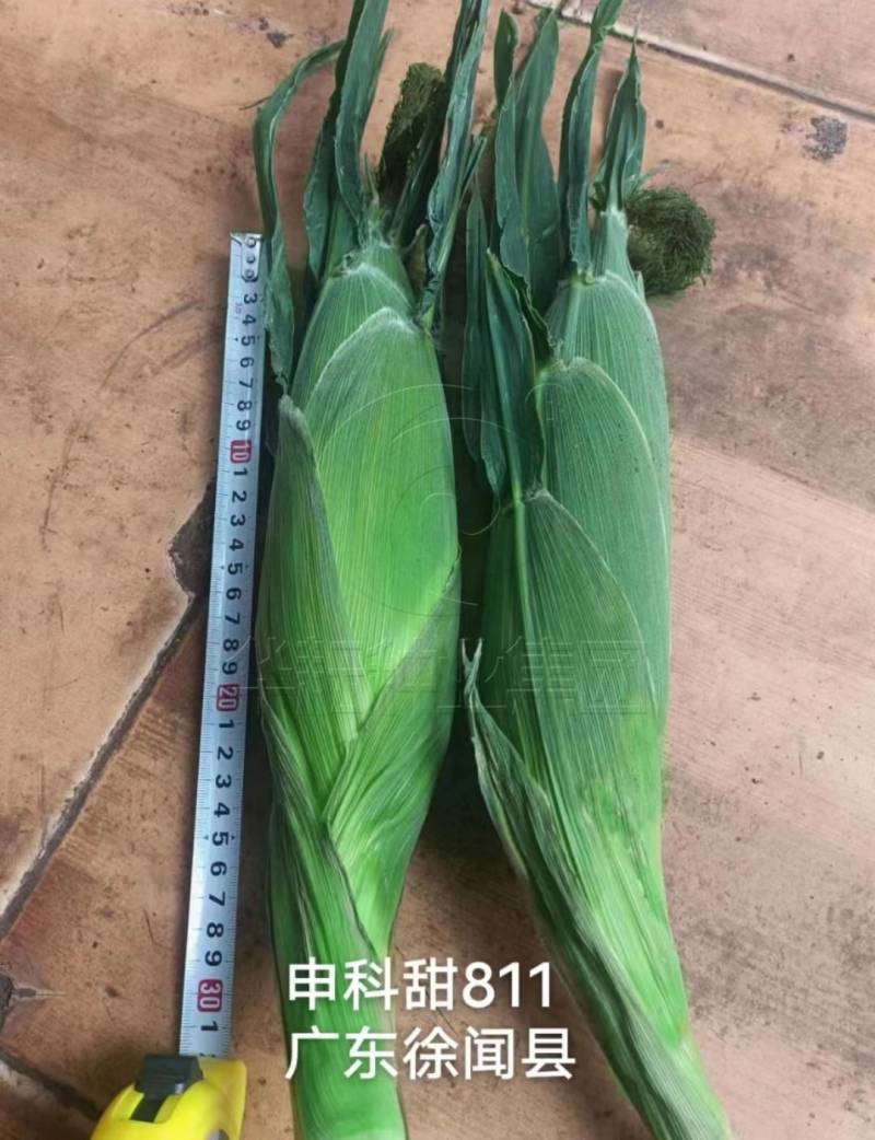 华耘申科甜811水果玉米种子超泰太阳花大棒耐热甜脆甜