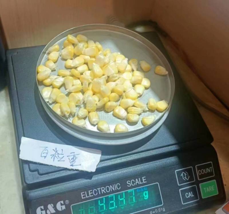 华耘申科甜811水果玉米种子超泰太阳花大棒耐热甜脆甜