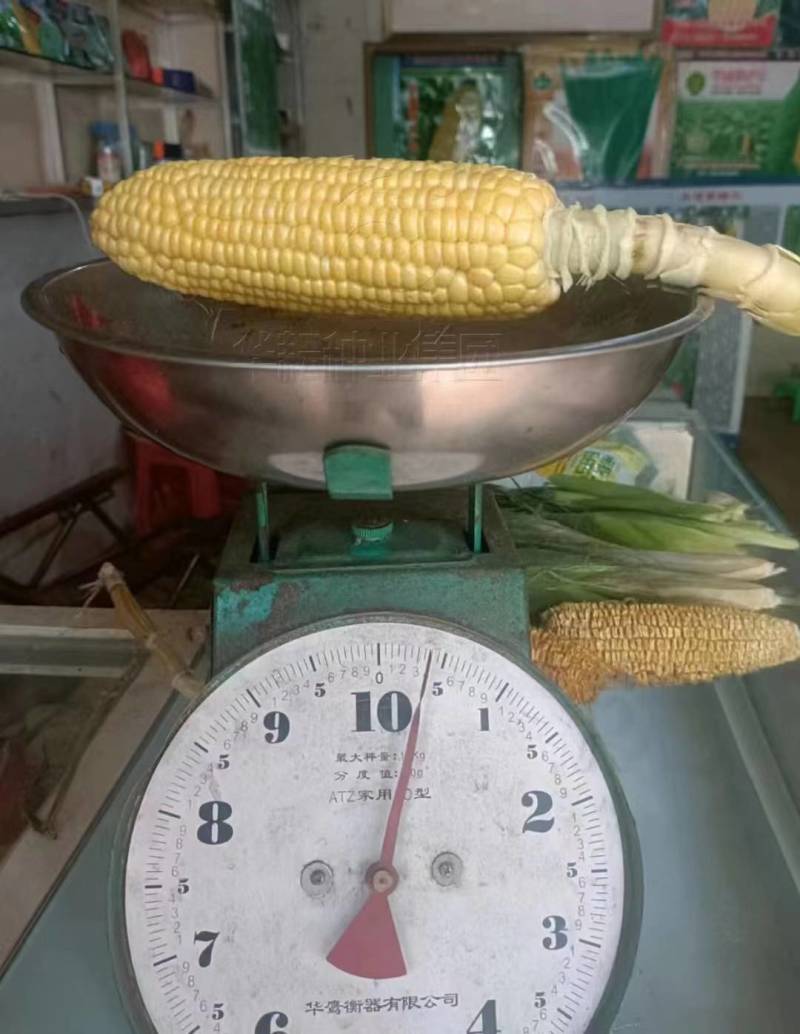 华耘申科甜811水果玉米种子超泰太阳花大棒耐热甜脆甜