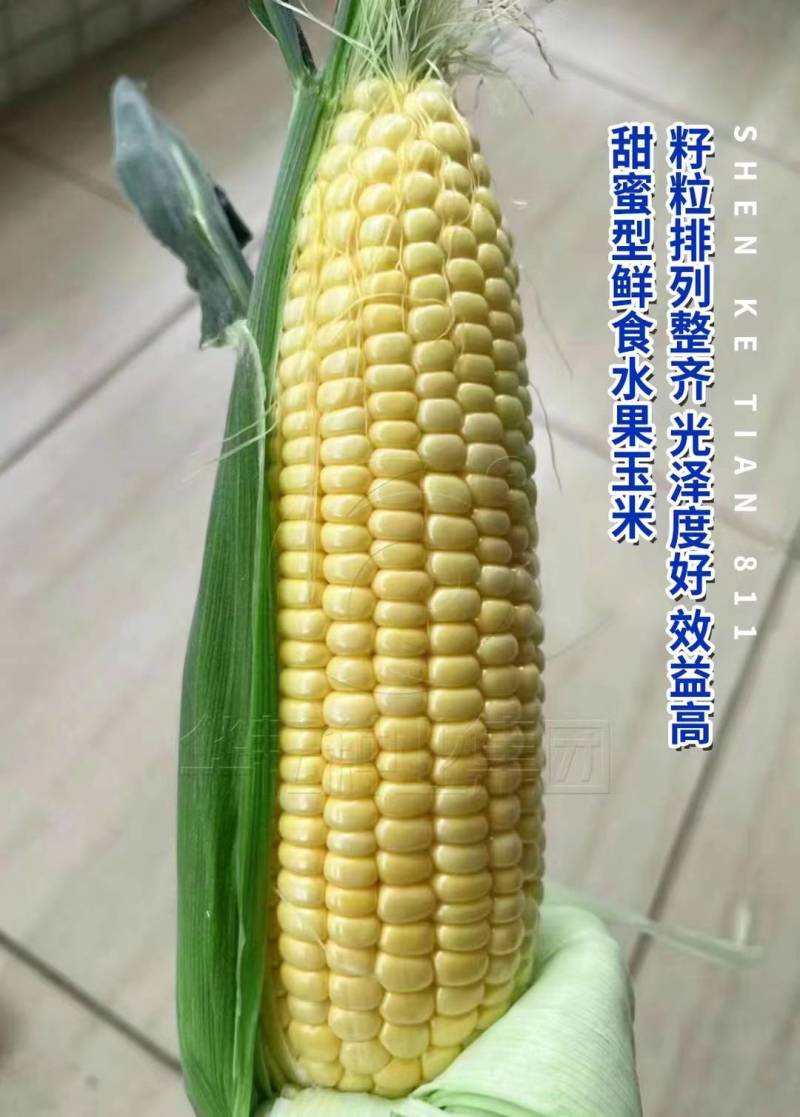 华耘申科甜811水果玉米种子超泰太阳花大棒耐热甜脆甜