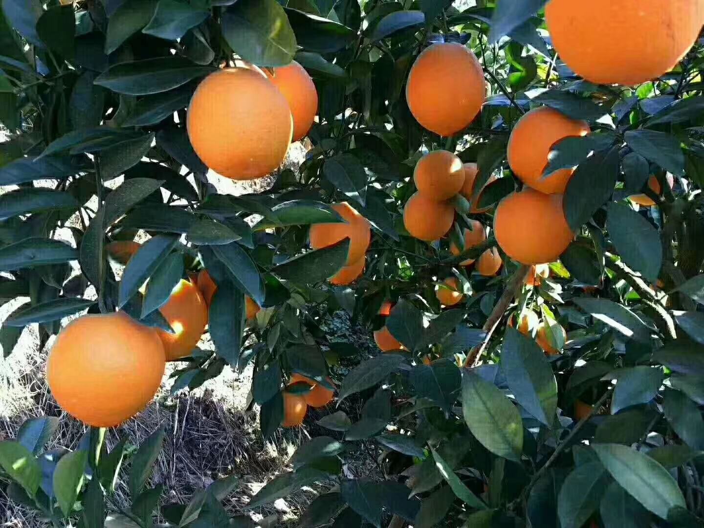 赣南脐橙采摘现场