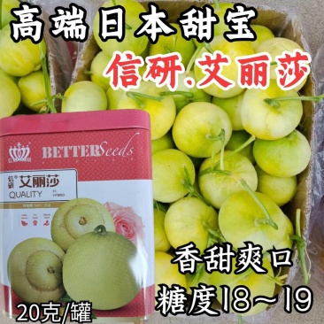 高端日本甜宝甜瓜种子艾丽莎香瓜种籽香甜脆绿黄绿皮甜瓜种子
