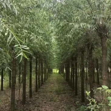 精品旱柳1-18公分产地直发一手货源规格齐全