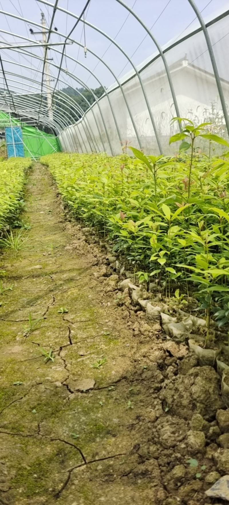 金丝楠木苗小叶桢楠苗