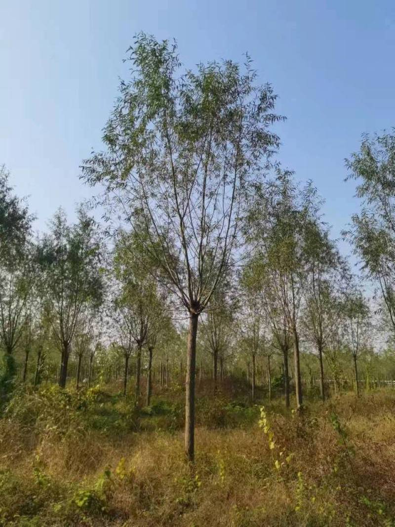 精品旱柳1-18公分产地直发一手货源规格齐全