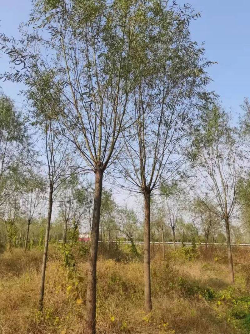精品旱柳1-18公分产地直发一手货源规格齐全