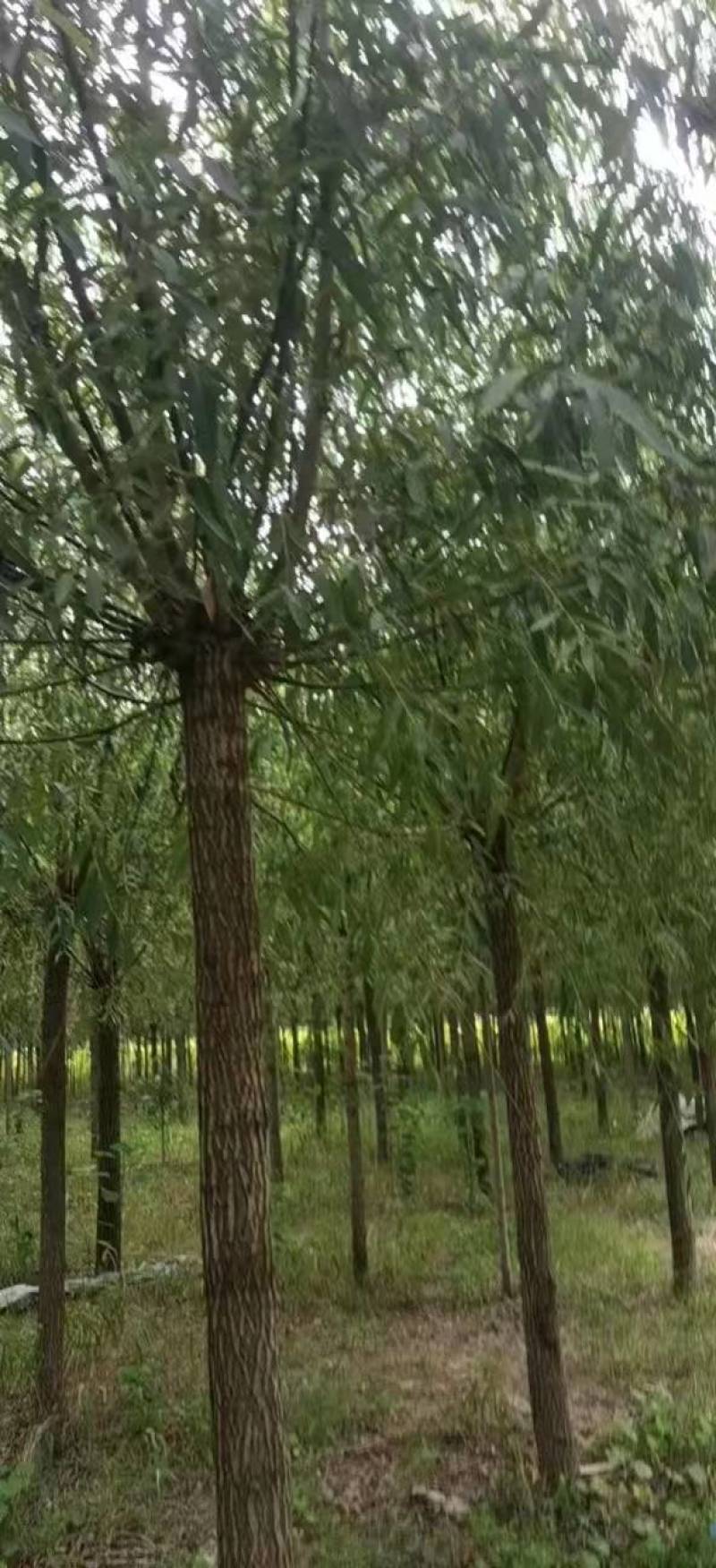 精品旱柳1-18公分产地直发一手货源规格齐全
