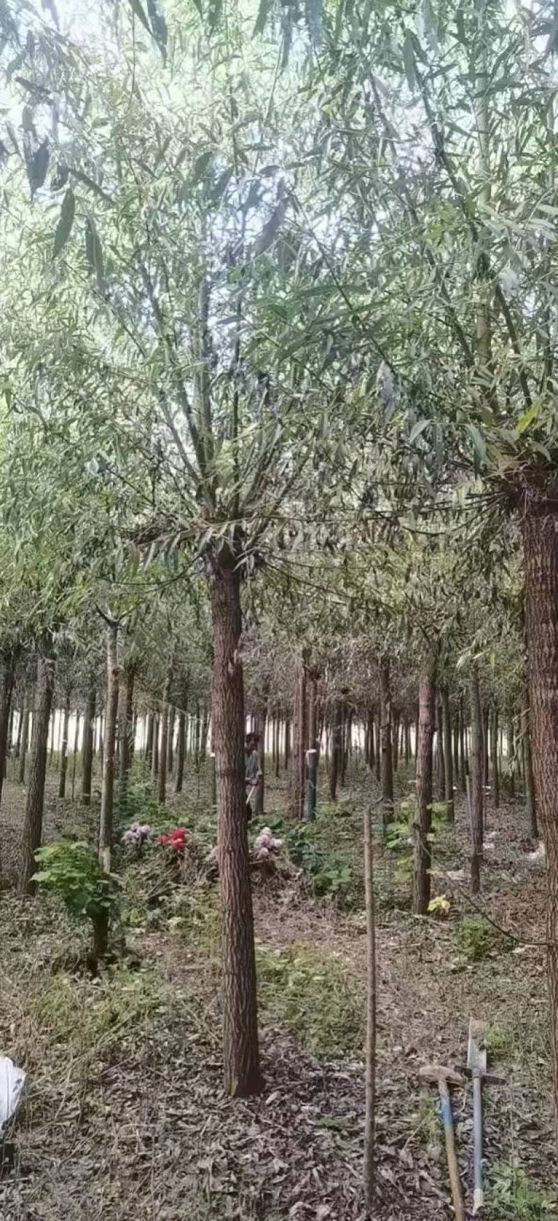 精品旱柳1-18公分产地直发一手货源规格齐全