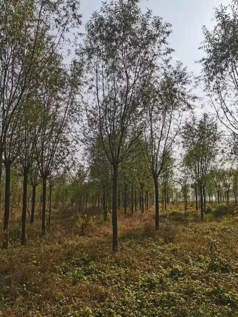 精品旱柳1-18公分产地直发一手货源规格齐全