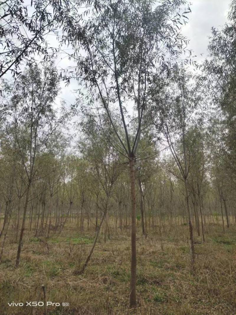 精品旱柳1-18公分产地直发一手货源规格齐全