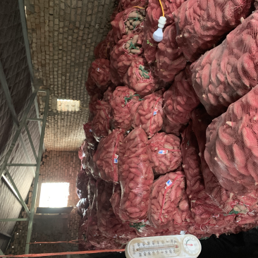 西瓜红密薯，商薯19大量上市安徽货，窖储存